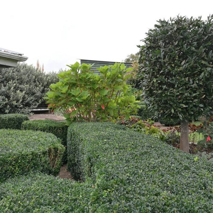 buxus hedge